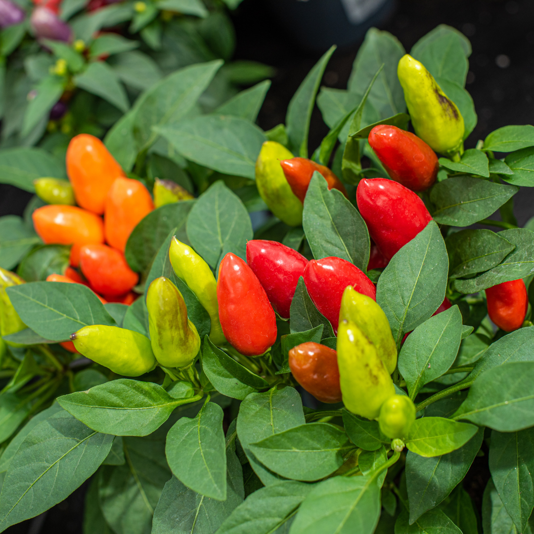 A Spice Lover’s Guide to India’s Best Chillies & Their Culinary Magic